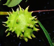 green chestnut fruit close-up