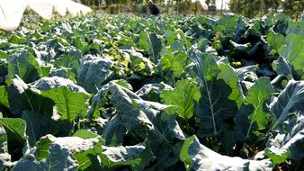 field of broccoli cauliflower vegetable crop