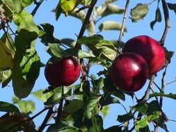 glossy red apples on a tree