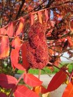 red tree