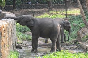 elephant drinking water