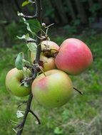 four apples on a branch