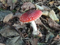 mushroom forest nature