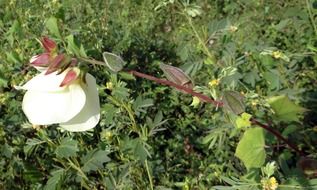 Abelmoschus Manihot