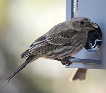 a ruby finch sits on a manger