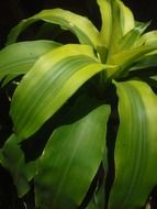long green leaves of a plant