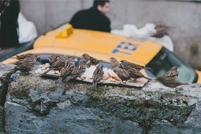 birds eating food