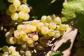 Green sweet grapes in vineyard