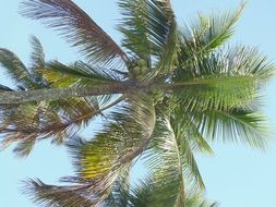 coconut tree on a blue sky