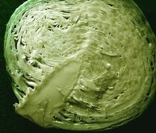 half white cabbage close-up