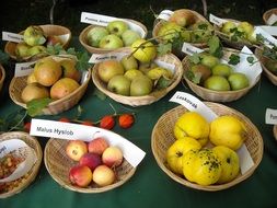 varieties of apples