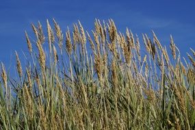 coast flora