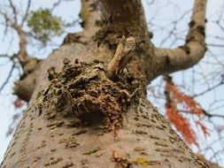 knot on tree trunk