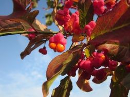 European euonymus branch with berries closeup