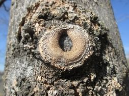macro view of the tree plant vegetation
