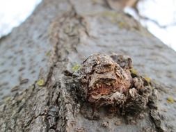 macro view of the tree broken branch