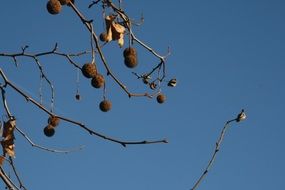 Balls on the branches