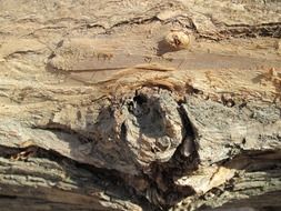 macro view of the tree bark