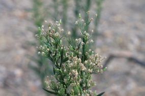 green plant in the desert close up