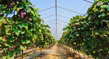 growing grape in vineyard