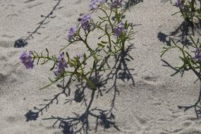 sand beach vegetation small flower