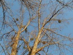 cottonwood populus canadensis branches