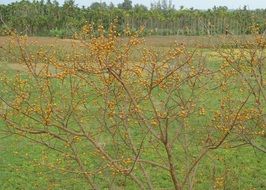 Small wild berry trees