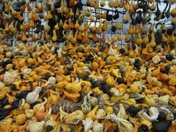 many decorative pumpkins
