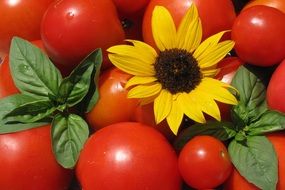 red tomatoes with basil leaves