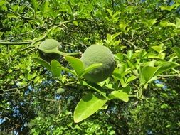 Green fruit Citrus trifoliata