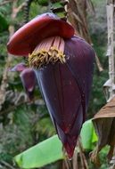 tropical banana flowers close-up on blurred background