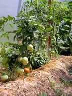 green tomatoes in the garden