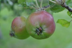 healthy apples on branch