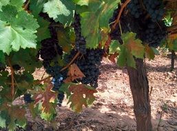 blue grapes on the vine close up