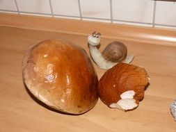nature porcini mushrooms