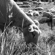 black-and-white photo of the sheep