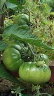 green organic tomatoes in a greenhouse