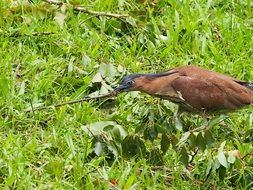 black crowned bird with worm in the green grass