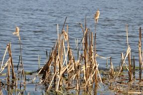 Landscape of lake in nature