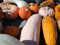 different types of pumpkins in autumn