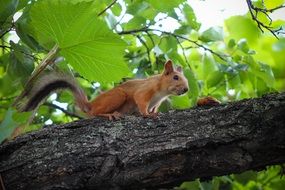 furry squirrel on tree