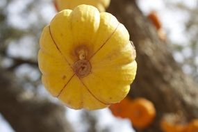 yellow pumpkin vegetable closeup