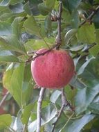 delicious apple fruit food healthy fresh vitamin