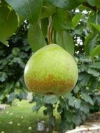 green round pear in the orchard