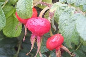 Wild roses in autumn