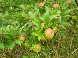 sweet apples on apple tree branch
