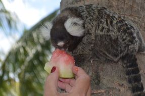 Marmoset monkey is eating watermelon