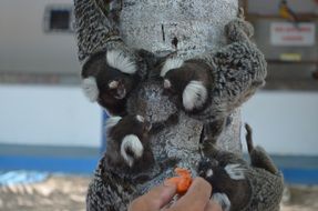 Feeding marmosets with white ears