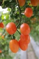 small red tomatoes on blurred background