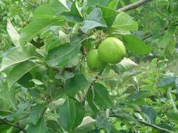 dainty juicy apple